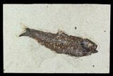 Fossil Fish (Knightia) - Green River Formation #129755-1